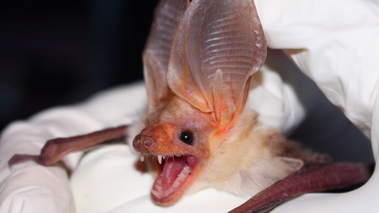 When Sonar Doesn’t Cut It, These Bats Crawl to Hunt Prey Mental Floss